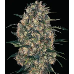 Black Domina Auto Cannabissamen 3 Stück