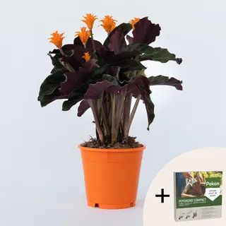 Plant in a Box - Korbmarante - Calathea crocata 'Tassmania' - Höhe 40-50cm - Topf 14cm