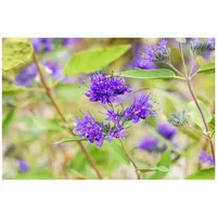 Pflanzen Für Dich Caryopteris clandonensis 'Heavenly Blue', 30–40 cm