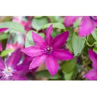 Pflanzen-für-dich.de Clematis Hybride 'Ernest Markham' Klematis Purpurrot 60–100 cm