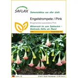 SAFLAX - Engelstrompete Rosa - 10 Samen - Brugmansia suaveolens Pink