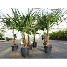 grünwaren Trachycarpus fortunei 140 - 170 cm Palme Hanfpalme, winterhart bis -18°C