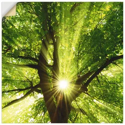 Wandbild ARTLAND "Sonne strahlt explosiv durch den Baum", grün (farbe bild(er): grün), B:50cm H:50cm T:0,1cm, Dekorfolie, Bilder, als Leinwandbild, Poster, Wandaufkleber in verschied. Größen