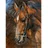 Pracht Creatives Hobby GmbH Diamond Painting Pferd 40 x 30 cm