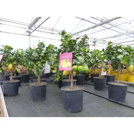 grünwaren Grünwaren: echter Zitronenbaum 50 - 70 cm Zitrone Citrus Limon Zitruspflanze