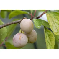 Pflanzen Für Dich Prunus domestica 'Mirabelle von Nancy', gelb,