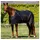 Back on Track Cooler-Decke Sienna 155 cm Schwarz