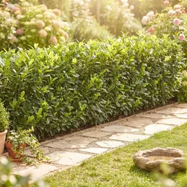 pflanzen-boering 10x Kirschlorbeer Genolia® 60-80 cm - Immergrüne Heckenpflanzen - für - Sichtschutz Pflanzen schnel...