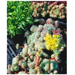 Sempervivum ciliosum 'Borisii', Hauswurz, ca. 9x9 cm Topf
