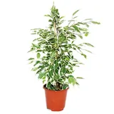EXOTENHERZ Ficus benjamini "Twilight", Birkenfeige 14cm