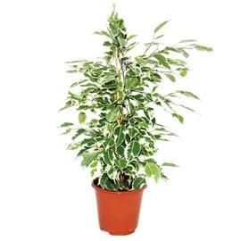 EXOTENHERZ Ficus benjamini "Twilight", Birkenfeige 14cm