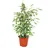 EXOTENHERZ Ficus benjamini "Twilight", Birkenfeige 14cm