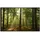 Papermoon Wald am Morgen 600 W bunt