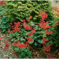 Pflanzen Für Dich Heuchera x brizoides 'Pluie de Feu'