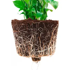 Ecopots Blumentopf ECOPOTS "Oslo 55 + Wassersystem Dunkelgrau", grau (dunkelgrau), B:55cm H:48,5cm T:55cm Ø:52,3cm, Kunststoff, Pflanzgefäße, für innen und außen: frostsicher, bruchsicher und lichtbeständig