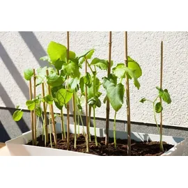 DIXIE STORE Bambusstangen Set Pflanzenstütze 100 Stück 120 cm 12/14 mm