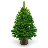 Artitree Weihnachtsbaum »Premium Tanne«, im Topf 80 cm