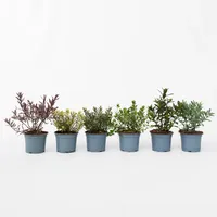 Plant in a Box - Strauchveronika - 12 Stk