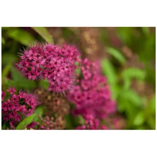 pflanzen-für-dich.de Spiraea japonica 'Anthony Waterer' Rote Sommerspiere, 15–20 cm
