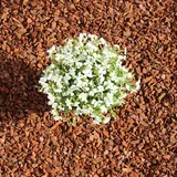 Terra Exotica Pinie 20 Liter mittel 8-15 mm - Pinienrinde: Der besondere Rindenmulch