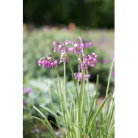 Pflanzen Für Dich Allium carinatum ssp. pulchellum f. album,