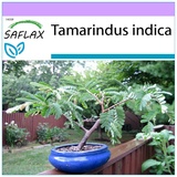 Saflax - Bonsai - Tamarinde - 4 Samen - Tamarindus indica