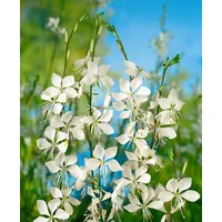 Pflanzen Für Dich Gaura lindheimerii Prachtkerze Weiß Ca 11x11