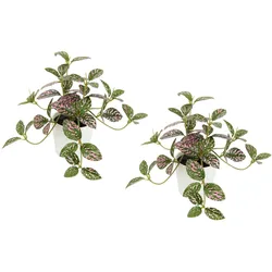 Kunstpflanze I.GE.A. "Künstliche Zimmerpflanze mini Aucuba im Topf Pflanze", grün (grün, rot), B:15cm H:14cm L:12cm, Polyester, Kunstpflanzen, Seidenblumen Hängepflanzen rankende Blattpflanze hängend Grünpflanzen