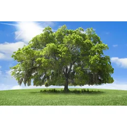 Fototapete PAPERMOON "baum in landschaft", bunt, B:5,00m L:2,80m, Vlies, Tapeten