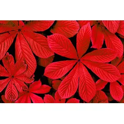 Fototapete PAPERMOON "ROTE HERBST-BLÄTTER-BLUME DEKOR MUSTER PFLANZE ORCHIDEE", bunt, B:3,00m L:2,23m, Vlies, Tapeten