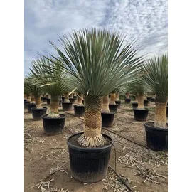 sunny-tree Sunny Tree - Yucca Rostrata - Palme - Stammhöhe 60/70 cm - cm - Winterhart- Palmlilie