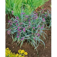 Pflanzen Für Dich Tradescantia x anders.'Concord Grape', p 0,5