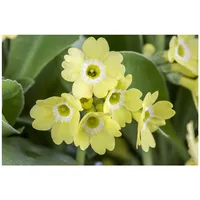Pflanzen Für Dich Primula auricula, gelb, ca. 9x9 cm