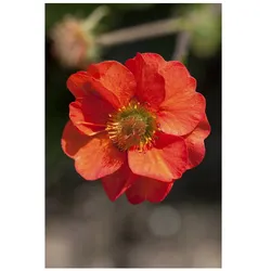 Geum chiloense 'Feuerball', Nelkenwurz, leuchtend rot, ca. 9x9 cm Topf
