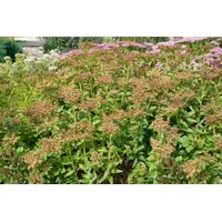 Pflanzen Für Dich Sedum aizoon, Fetthenne, gelbblühend, ca. 9x9