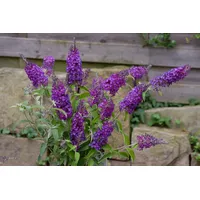 Pflanzen Für Dich Buddleja 'Purple Chip' -S-, Schmetterlingsflieder, violett,