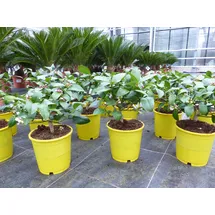 grünwaren BONSAI: Meyer Meyerii Zitrone echter Zitronenbaum 30 cm Citrus Limon Zitruspflanze