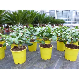 grünwaren BONSAI: Meyer Meyerii Zitrone echter Zitronenbaum 30 cm Citrus Limon Zitruspflanze