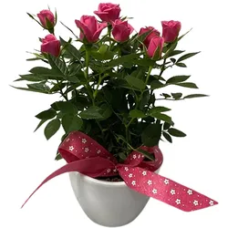 Rosen in Keramik mit Deko, Ø11 cm, 1 Pflanze