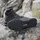 adidas Terrex AX4 Mid GTX Herren Core Black/Carbon/Grey Four 43 1/3