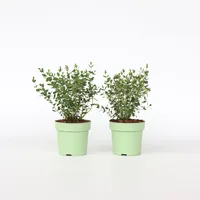 Plant in a Box - 2 Stk - Eucalyptus