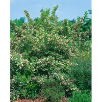 Pflanzen Für Dich Weigela florida 'Majorie', Weigelie, rosa Blüten,