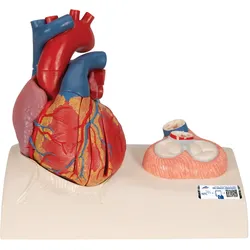 Herzmodell in Lebensgröße mit Systole auf Sockel, 5-teilig - 3B Smart Anatomy