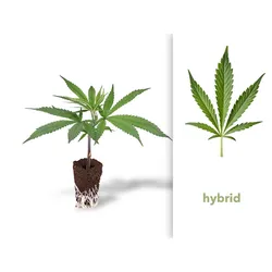 THC-Steckling - Bruce Banner