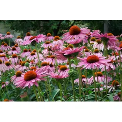 Fototapete PAPERMOON "Sommerblumen", bunt (mehrfarbig), B:3m L:2,23m, Vlies, Tapeten
