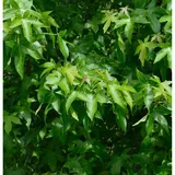 die nr-01.de Säulen Amberbaum Slender Silhouette 125-150cm - Liquidambar styraciflua