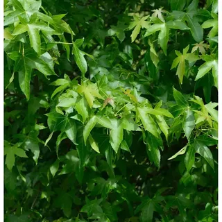 die nr-01.de Säulen Amberbaum Slender Silhouette 125-150cm - Liquidambar styraciflua