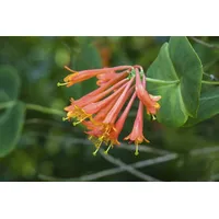 Pflanzen-für-dich.de Lonicera brownii 'Dropmore Scarlet' 2L 60- 100