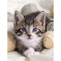 Kinzler Wohndecke »Mikrofaser Fotodruck "Katze"«, bunt