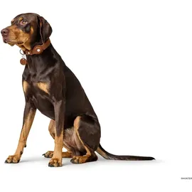 Hunter Viborg Hundehalsband Cognac 60